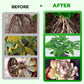 🎁 Year-End 50% Off Sale🔥All-in-One Plant Regeneration Concentrate