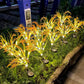 Simulation 7 Köpfe Weizen Outdoor-Dekoration LED-Lichter